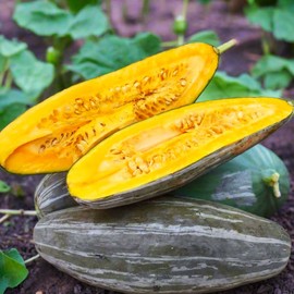 TomorrowSeeds - Guatemalan Blue Banana Squash Seeds - 45+ Count - for 2025 Planting USA Garden Vegetable Winter Pumpkin Gray Hubbard Georgia Candy Roaster Non-GMO Heirloom Grow Your Own Home Farm