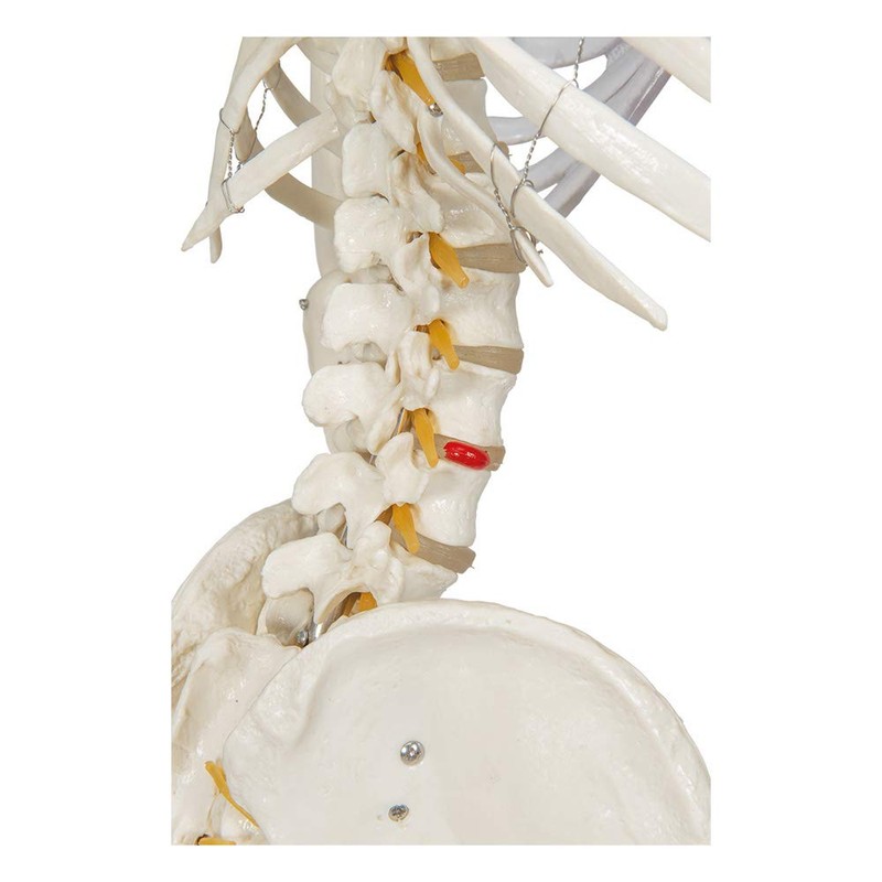 Buddy the Budget Skeleton-1021930 - Human Skeleton Anatomical Model -