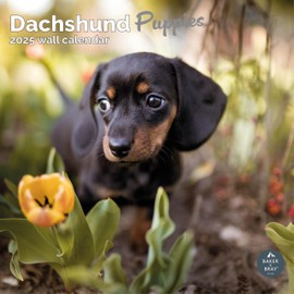 Baker and Bray Dachshund Puppies Calendar 2025, Large Square Wall Calendar, 16 Month, Dachshund Puppies Gift Dog Calendar.
