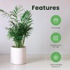 American Plant Exchange Areca Palm – Live 4-Inch 3-Pack, Easy-Care