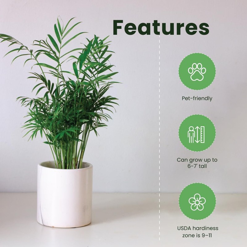 American Plant Exchange Areca Palm – Live 4-Inch 3-Pack, Easy-Care