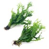 k2aqua 2X Java Fern Windelov Microsorum Pteropus Windelov Live Aquarium