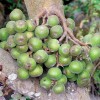 Buy Rare Seeds Ficus racemosa | Indian Cluster Fig Tree