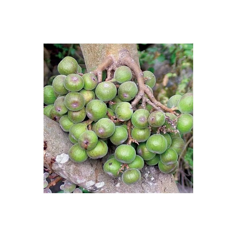 Buy Rare Seeds Ficus racemosa | Indian Cluster Fig Tree