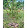 Generic The Russian 26 Pomegranate Tree, Fruit Bearing, Hardy, 1