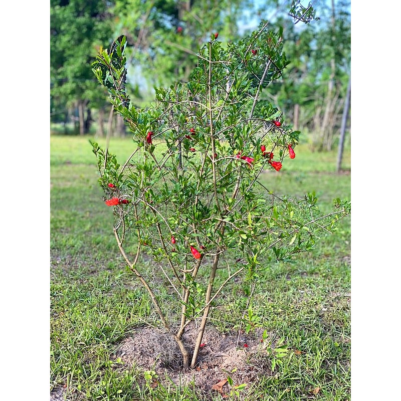 Generic The Russian 26 Pomegranate Tree, Fruit Bearing, Hardy, 1