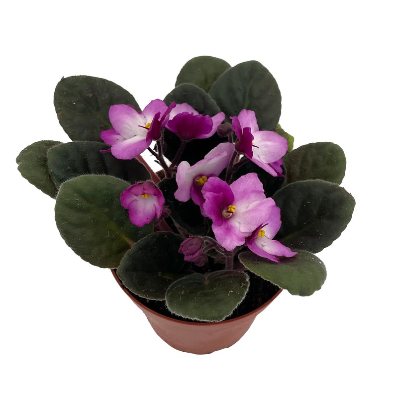 Novelty African Violet - 4" Pot - Best Blooming Plant