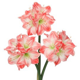 Briful 3PCS Amaryllis Artificial Flowers 17.3 Inch Faux Amaryllis Lily Flowers Stems with 4 Heads Silk Floral Bouquet for Home Room Table Centerpiece Wedding Party Arrangements(Peach Pink)