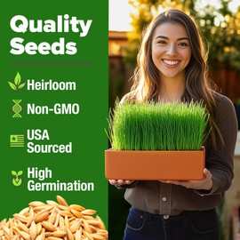 HOME GROWN 12,000+ Wheatgrass Seeds Bulk Pack(1.5 lb) 𝗡𝗢𝗡-𝗚𝗠𝗢 𝗨𝗦𝗔 Hard Red Winter Wheatgrass – Heirloom, Sprouting for Juicing, Microgreens, Smoothies & Indoor Gardening(Triticum aestivum)