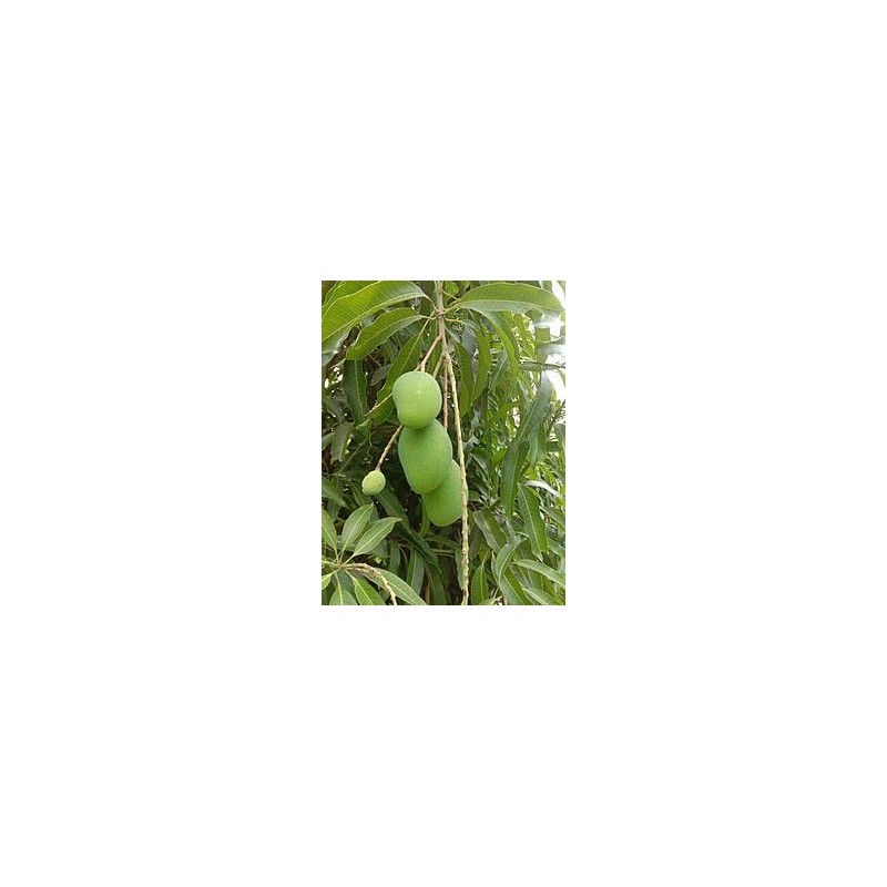 Mango Leaves