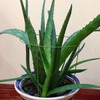 Hanobo 5 Pack Garden Plant Support Rings for Potted Plant,