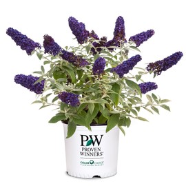 Proven Winner Pugster Buddleia, True-Blue Flowers, 2 Gal. (Pugster Blue)