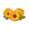 FITNE Organic Marigold Ointment with Organic Olive Oil, Healing Ointment