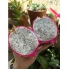 Cactus 50 White 50 Red Dragon Fruit Seeds Pitaya Pitahaya