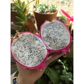Cactus 50 White 50 Red Dragon Fruit Seeds Pitaya Pitahaya Hylocereus Undatus Cactus