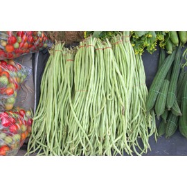 Yard Long Bean Seeds 85+ Seeds, Asian Heirloom Yard Long Beans Seeds, Asparagus Beans Seeds, Phaseolus Vulgaris, Non GMO