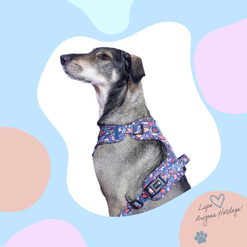 Dog Handle Harness Neoprene Arizona Hotdogs Handle Harness Fall in
