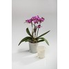 Flower pot Orchid conical cream 10 cm hoch Ø 11