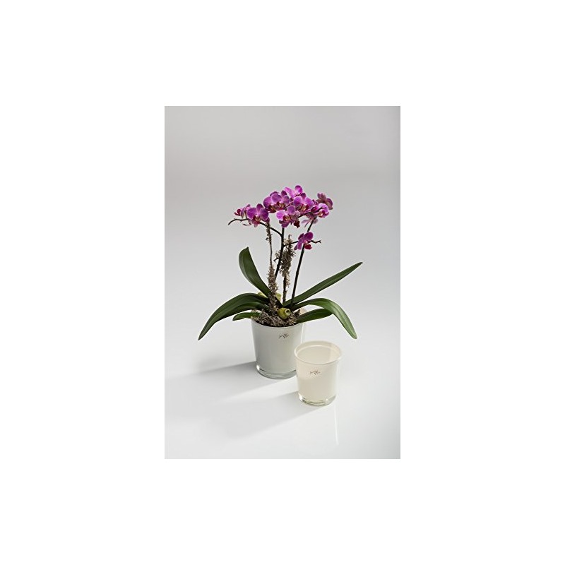 Flower pot Orchid conical cream 10 cm hoch Ø 11
