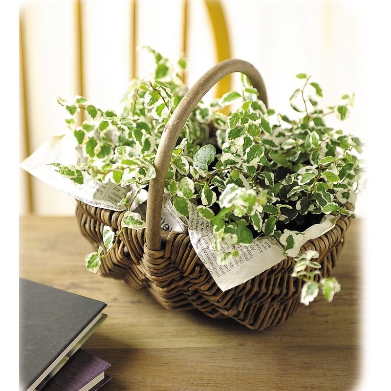 Ohashi Shinji Shop Storage Basket Willow Basket Black Willow Free