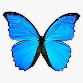 Magnet Blue Butterfly Magnet Bumper Sticker Car Magnet Flexible Reuseable Magnetic Vinyl 5"