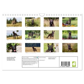 ausdrucksvolle Holländische Schäferhunde (Wandkalender 2025 DIN A4 quer), CALVENDO Monatskalender [Calendar] Fotodesign Verena Scholze