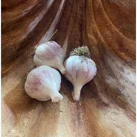Fresh 3 large bulbs of Organic Garlic to Plant or Cook with ~Fresh 2024 Harvest~