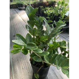 ZZ Plant 3 Gallon 2-3 feet Tall Love Plant Tropical Houseplant