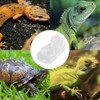 NA Reptile Feeding Ledge with 10 Pcs Water Food Bowl