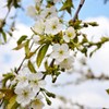  Generic BingCherry Tree, Sweetest Cherry, Generous Harvest, Vibrant Fruit,