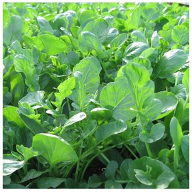 Earthcare Seeds Upland Cress 1000 Seeds Creacy Greens (Barbarea verna) Non GMO - Heirloom