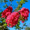 Shrubs 2 Mixed Crape Myrtle Shrubs/Trees,18-24" Tall Plants, Lagerstroemia indica