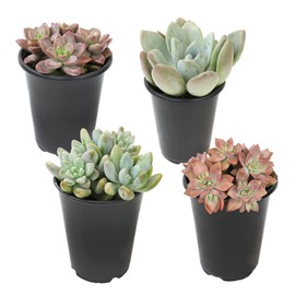 1QT Rosette Succulents Plants Live Indoor Plants 4PK, Real Plants Indoor Plant Pot Pack, Live Succulents Plants Live House Plants Indoors Live Plants Indoor Plants Live Houseplants, by Plants for Pets