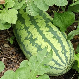 Generic 50 Congo Watermelon Seeds for Planting Heirloom and Non GMO 7 Grams of Seeds Garden Vegetable Bulk Survival Zones 3-12, green