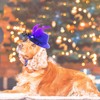 ComiMag Dog Hat Cat Hat Rabbit Hat Fascinator Hat Tea