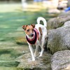 Puppia Soft Harness II - Soft Dog Harness for Small