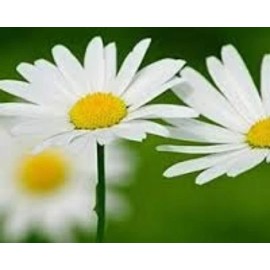 Natures Potions Ltd FEVERFEW SEEDS, 100 Seeds. Chrysanthemum Parthenium, Medicinal Herb, Perennial