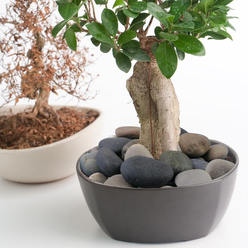 YISZM Natural River Rocks, Small Rocks for Plants Decorative Polished