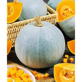 NIKA SEEDS - Vegetable Pumpkin Gray (Cucurbita Maxima) - 10 Seeds