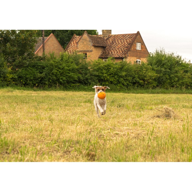 Petface Latex Orange Soft Chew Dog Toy, Large