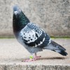 Mipcase Pigeon Leg Bands Ring,100 Pcs Bird Pigeons Leg Rings