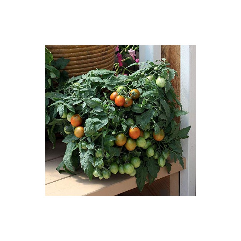 Tumbling Tiger Micro-Dwarf Hanging Basket Tomato Premium Seed Packet