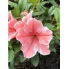 Encore Azalea® Autumn Sunburst™ Rhododendron 'Roblet' PP25072 (3 Gallon)
