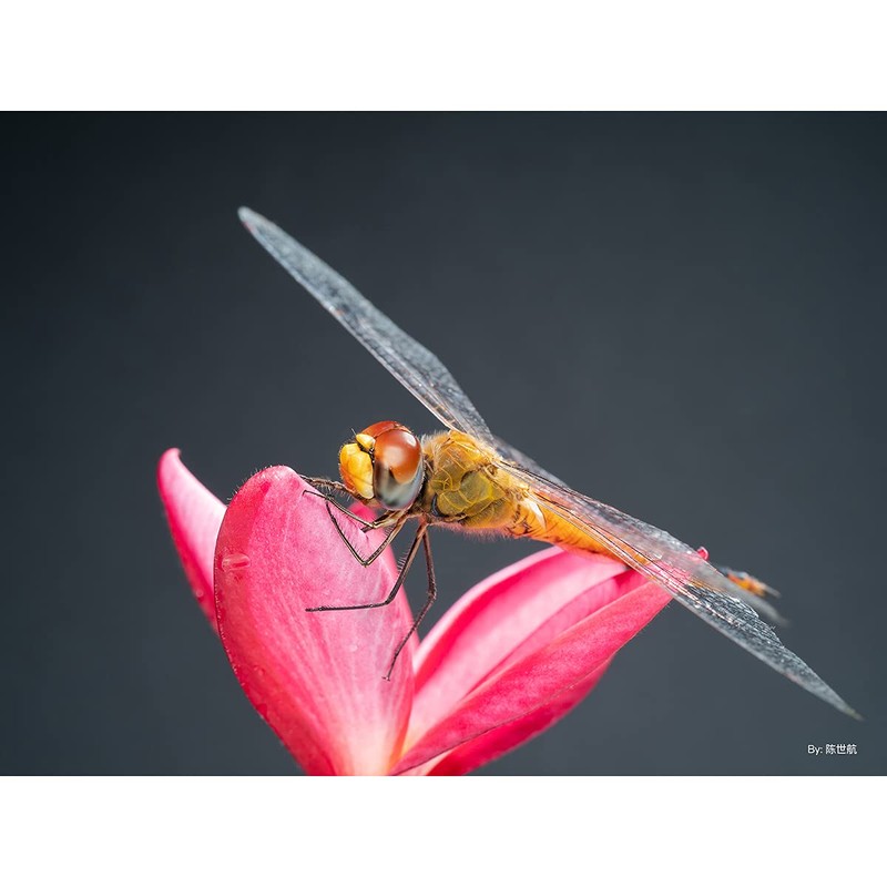 TTArtisan 40mm f/2.8 MACRO C Micro Four Thirds Black Lens