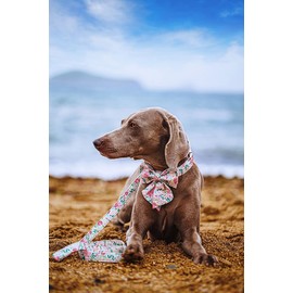 Lionet Paws Dog Collar with Bow Tie - Soft Comfortable Adjustable Collars with Metal Buckle for Small Dogs and Cats, Neck 20-30 cm