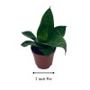 Florida House Plants Bird's Nest Snake plant, Green Striped Snakeplant,
