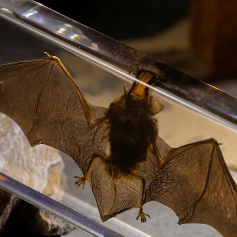 Real Bat Specimen in Clear Resin Block - Preserved Animal