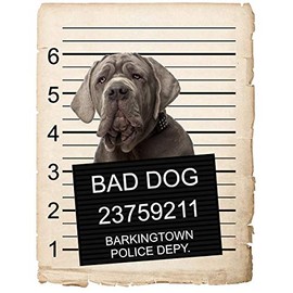 Napolitan Mastiff Dog Mugshot Bad Dog Car Bumper Magnet, Magnetic for Refrigerator, Decorative Fridge, Office, Whiteboard, Kitchen, Locker Waterproof Decor, Family & Friends, 4x7 in