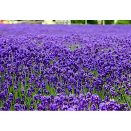 The Gardening World 500 True English Lavender Seeds Vera Lavandula angustifolia Herb