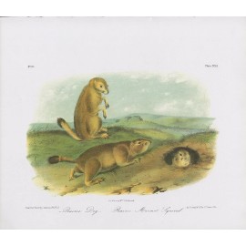 Audubon 1989 Vintage "Prairie Dog Marmot Squirrel" Mammal Color Art Lithograph